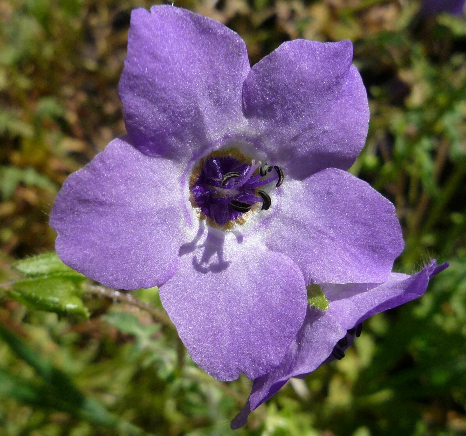 High Resolution Pholistoma auritum Flower